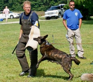 Lilo Pegge (Dhr. M. Drummond, Geelong, Australia) | Dutch Shepherd 