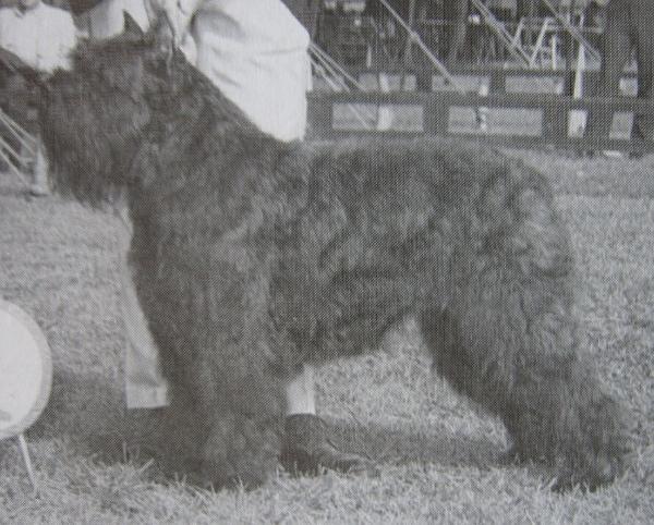 Odelette du Posty Arlequin | Bouvier des Flandres 