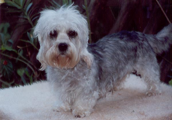 Ibolya-Kozi Felicity | Dandie Dinmont Terrier 