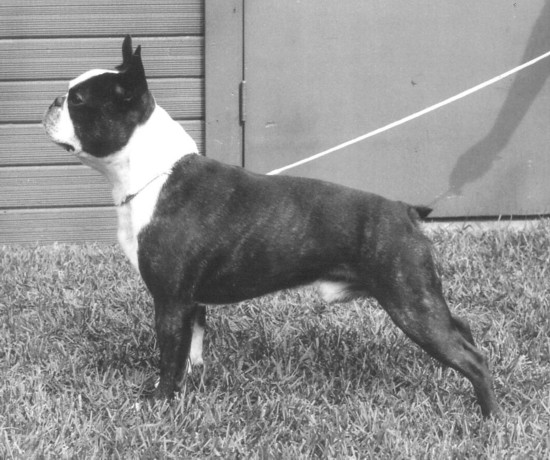 Tijuana's Bold as Brass CDX | Boston Terrier 