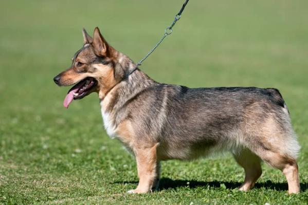 JAXONVILLE PAULA PUNAPIPPURI | Swedish Vallhund 