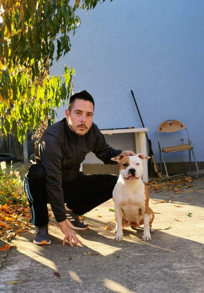 HANA BOSSKENNEL 018 | American Staffordshire Terrier 