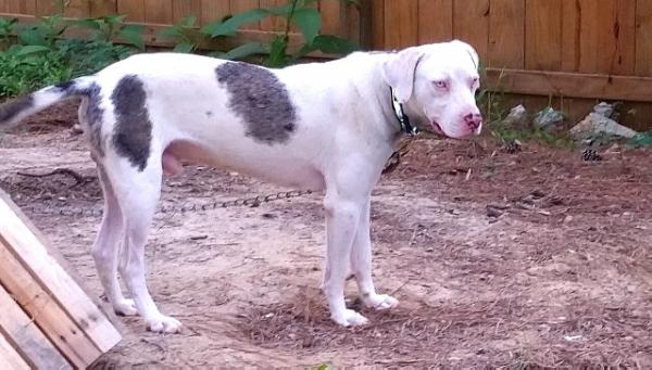 Blue Creek | Catahoula Leopard Dog 