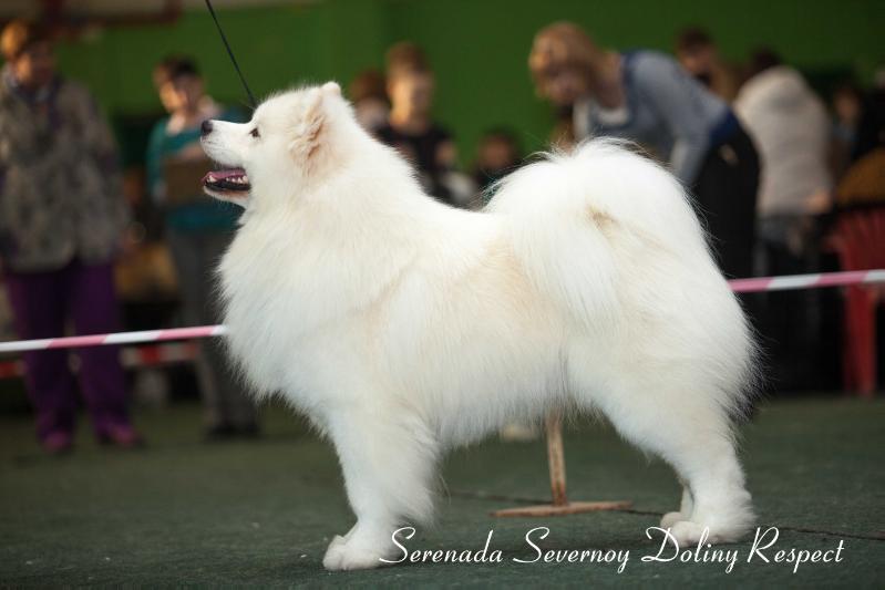 Serenada Severnoy Doliny Respect | Samoyed 