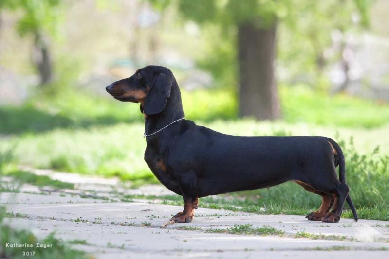 Kazakskiy kray Branna Bernas | Dachshund 