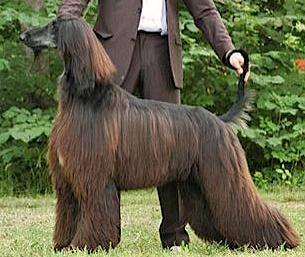 Xenos Coveted | Afghan Hound 