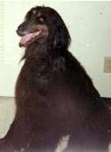 Akaba's Brass N'soot Of Camri | Afghan Hound 