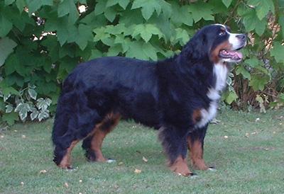 Doremis Gleaming Proud Mary | Bernese Mountain Dog 