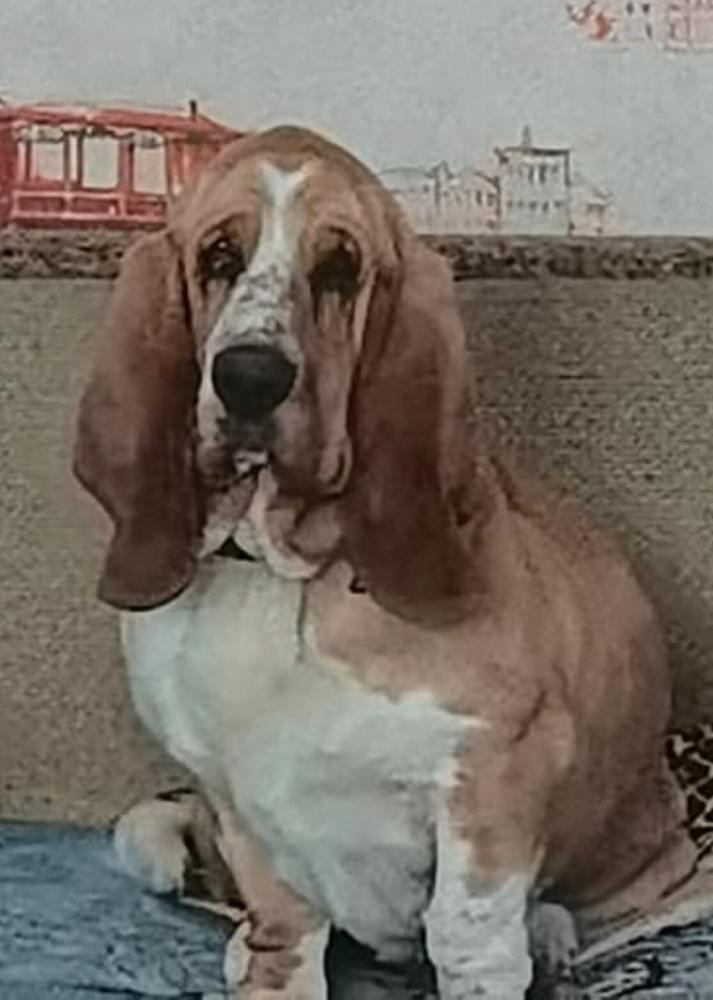 Lily Crown Egregor Of Love | Basset Hound 