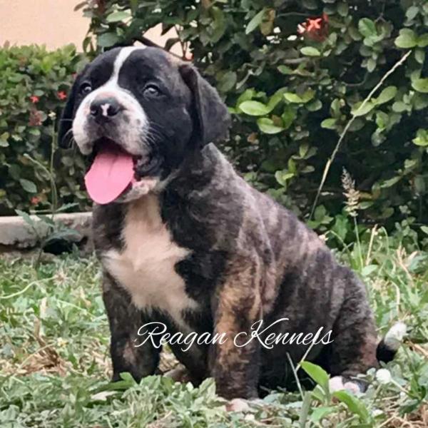 BRUNO (FABIO) HAUS OF REAGAN | African Boerboel 