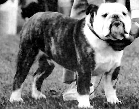 Ocobo Lladro | Bulldog 