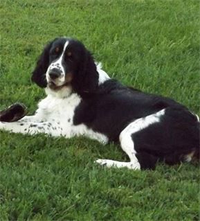 RIVERVIEW TRI MOLLY'S MYNE | English Springer Spaniel 