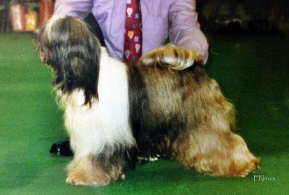 ATISHA'S HEIGHTS IMPRESARIO | Tibetan Terrier 