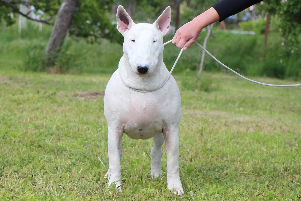 Bobuddy Battledress | Bull Terrier 