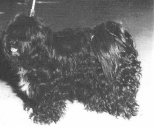 FU OF KAIMS KANGRI | Tibetan Terrier 