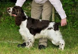 Roqfolly Ballroom Blitz | English Springer Spaniel 