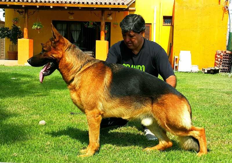 Hunter von Mein Stolz | German Shepherd Dog 