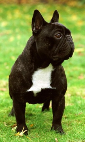 Otto-Prince De La Parure | French Bulldog 