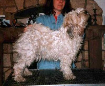 TSERING DHOLMAH NIMA | Tibetan Terrier 