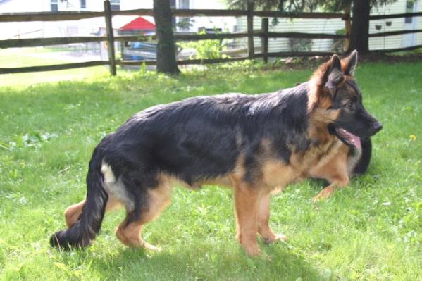 Alta-Tollhaus Matilda | German Shepherd Dog 