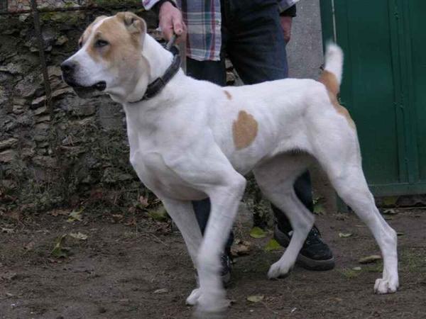 P-GYURZA | Central Asian Shepherd Dog 