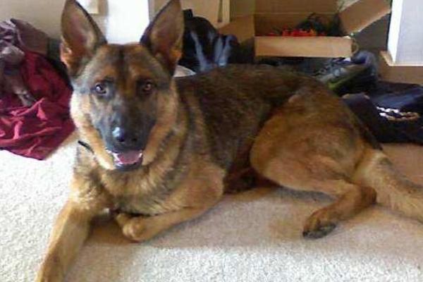 Lawsons Rudolph Vom Leerburg | German Shepherd Dog 