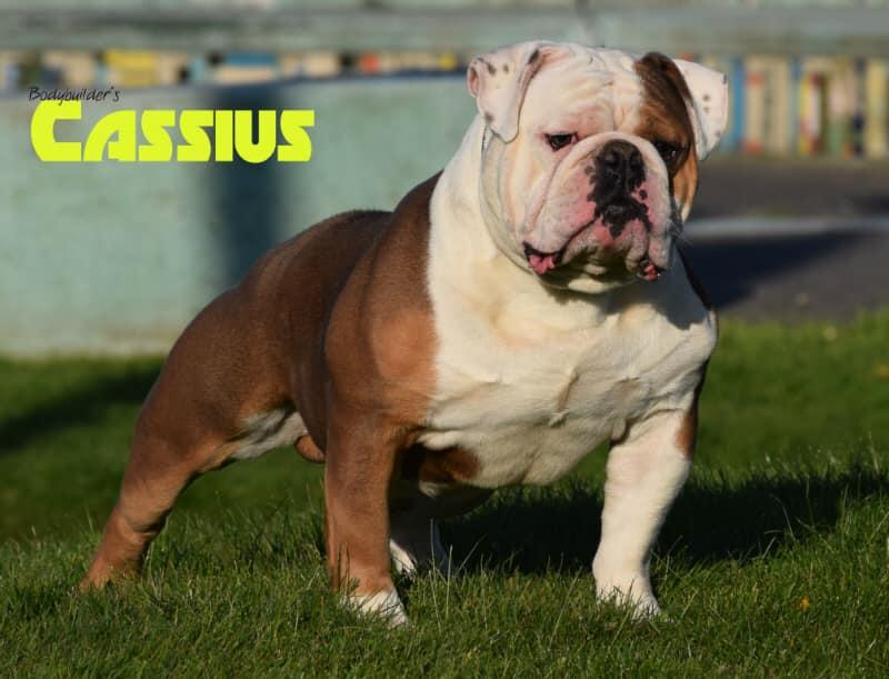 Bodybuilder's Cassius | Olde English Bulldogge 