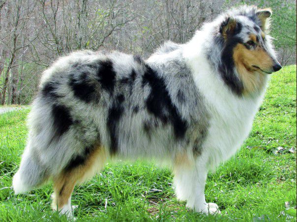 Hidden Collie Coves Barlina | Rough Collie 