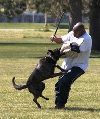 Holland Kosmic v. Le Dobry | Dutch Shepherd 