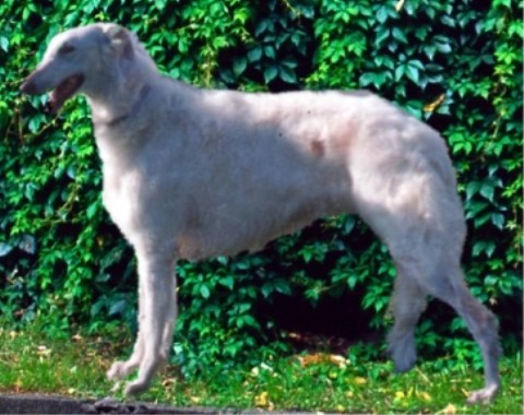 Astafiev's A Glint of Gold | Borzoi 