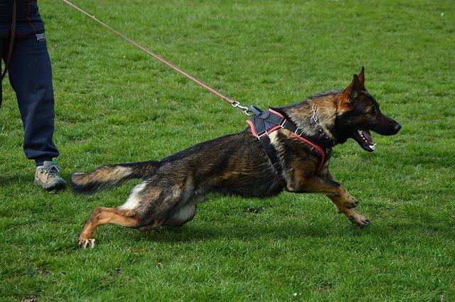 Rasty od Tyrušky | German Shepherd Dog 