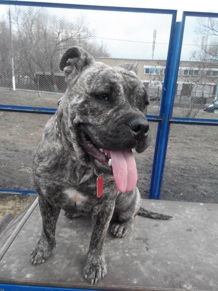 Oro De Ley Helavisa Sonar Sonrisa | Ca de Bou 