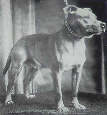 Chekhov | Staffordshire Bull Terrier 