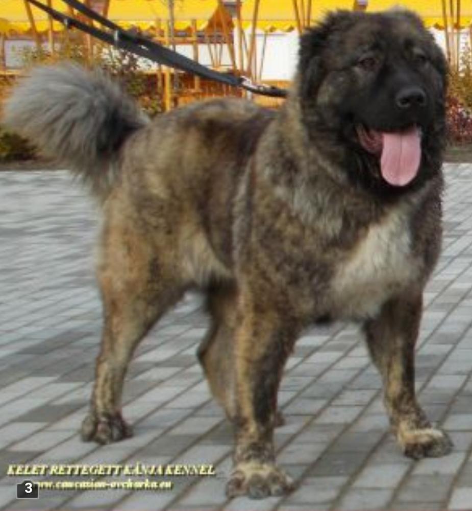 Zhorzhiya iz stolitsy sibiri | Caucasian Mountain Dog 