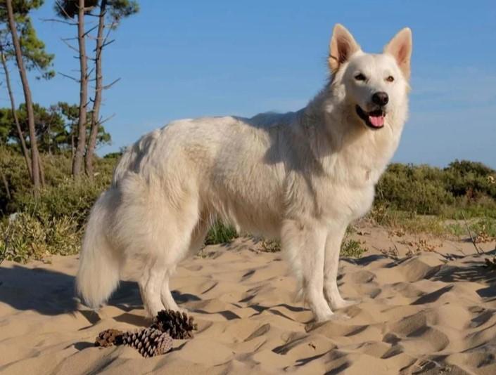 Joy Du Domaine De Sally | White Swiss Shepherd Dog 