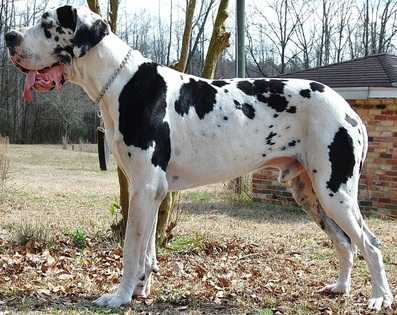 D'Ikarus Grand Duke Boris Beefcake | Great Dane 