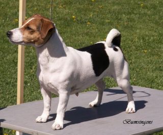 Rose Velvet Doriz | Jack Russell Terrier 