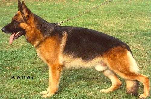 Sasko von der Noriswand | German Shepherd Dog 