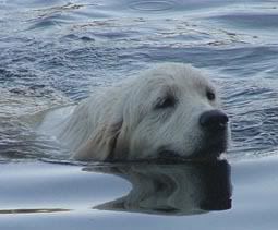 Rossmix French Endeavour | Golden Retriever 