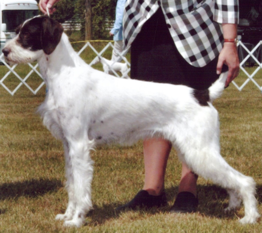 IDAWIRE AMERICAN PIE | German Wirehaired Pointer 