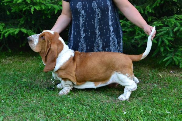 Jackaroo Junior z Sennej Krainy | Basset Hound 