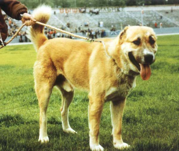 Rijiy | Central Asian Shepherd Dog 