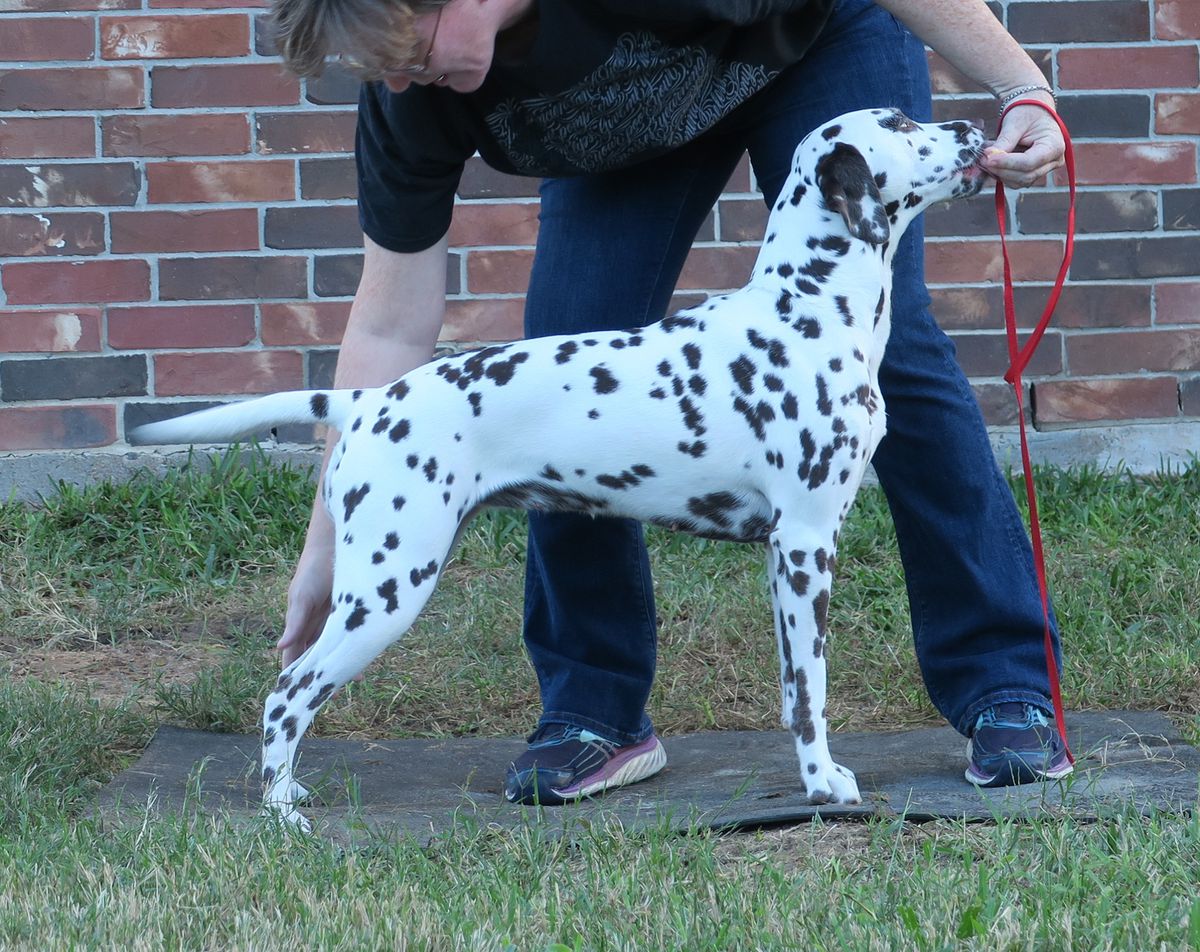 Woodwynd N Fiacre Let It Be Me | Dalmatian 