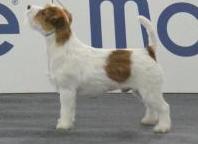 Knotteliten's stone rock | Jack Russell Terrier 