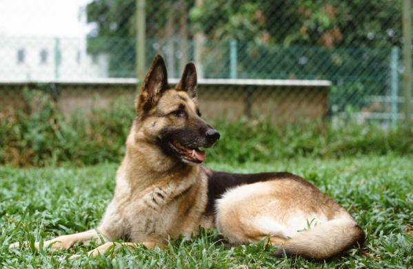 Dixie vom Klingenhof | German Shepherd Dog 