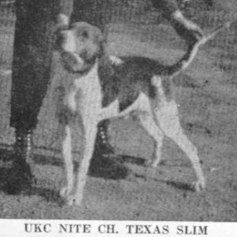 Texas Slim | American English Coonhound 
