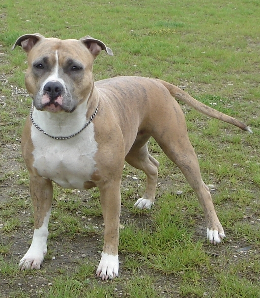 Faithful to the end Chelsey | American Staffordshire Terrier 