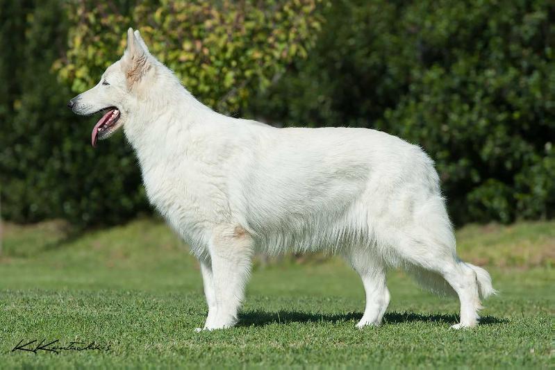 Aura of Agrafa nagi tanka | White Swiss Shepherd Dog 