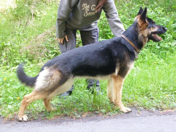 Nikita Val-bella-dog, 5CI5/44 N | German Shepherd Dog 