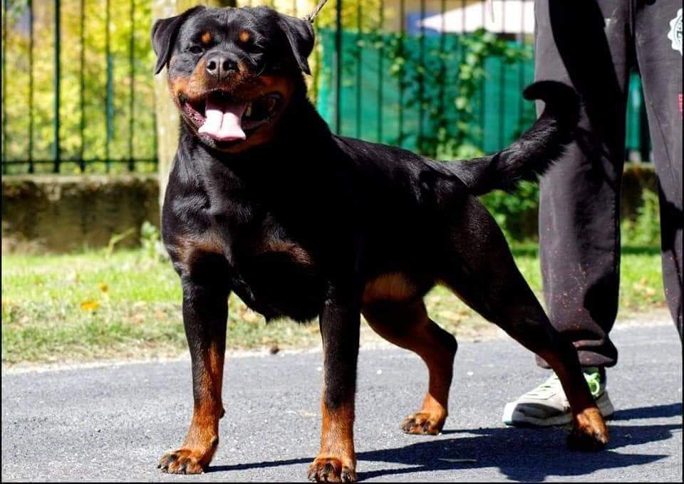 HEPSY VOM HAUSE BONNIER | Rottweiler 